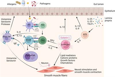 Balancing immune responses: regulatory cells in eosinophilic gastrointestinal disorders